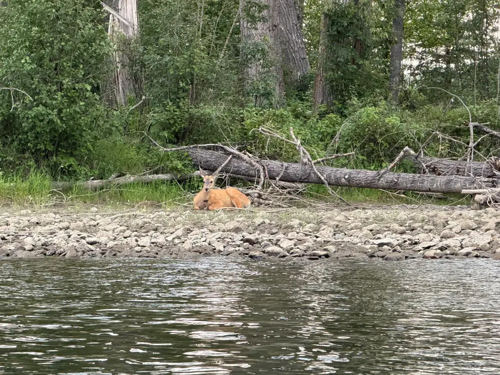 Dont mind me I just having a nap, says the Mule Deer.