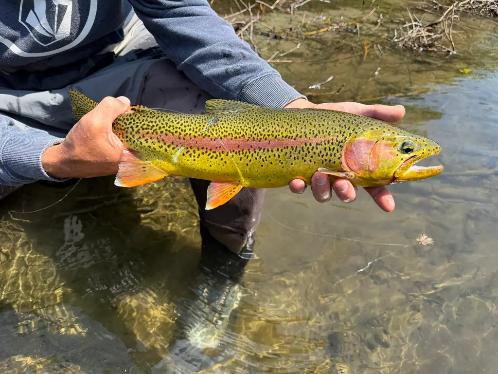 Once I a lifetime Rainbow Trout, Look at the colors.